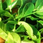 گیاه دارویی حنا