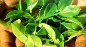 گیاه دارویی حنا