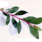 گیاه دارویی حنا