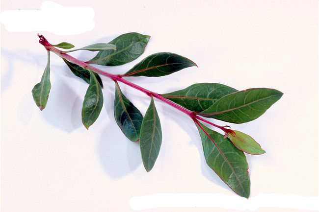 گیاه دارویی حنا