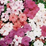 نمایندگی گل حنا