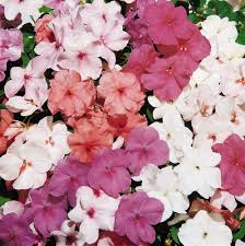 نمایندگی گل حنا