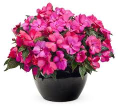 تولیدی گل حنا