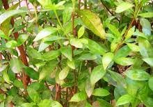 انواع گیاه حنا