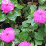 تولیدی گل حنا مو