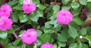 تولیدی گل حنا مو