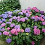 بازار فروش گل حنا