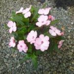 گل حنا سفید