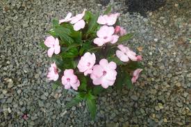 گل حنا سفید