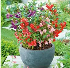 تولید و فروش حنا