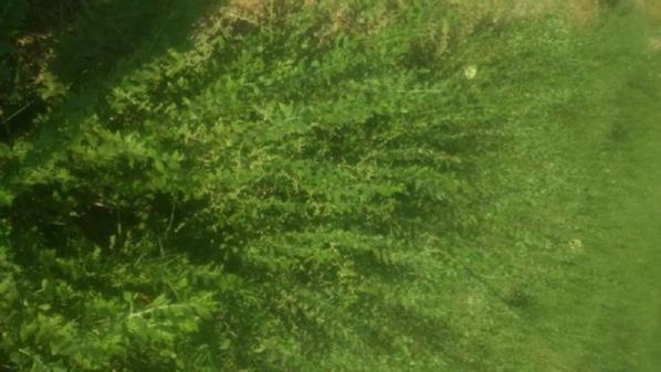 علت محبوبیت پودر سدر عمده