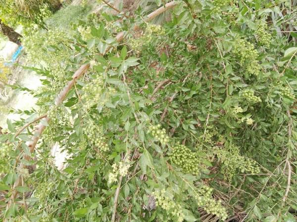 خاصیت پودر سدر برای پوست