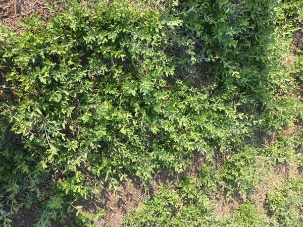 بازار خرید پودر سدر بسته بندی