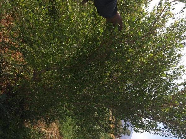 مهمترین مشخصات پودر سدر درجه یک