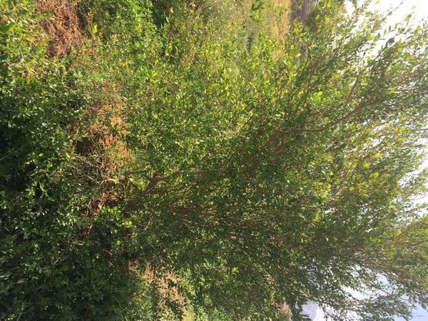 اصول تهیه حنا مشکی طبیعی