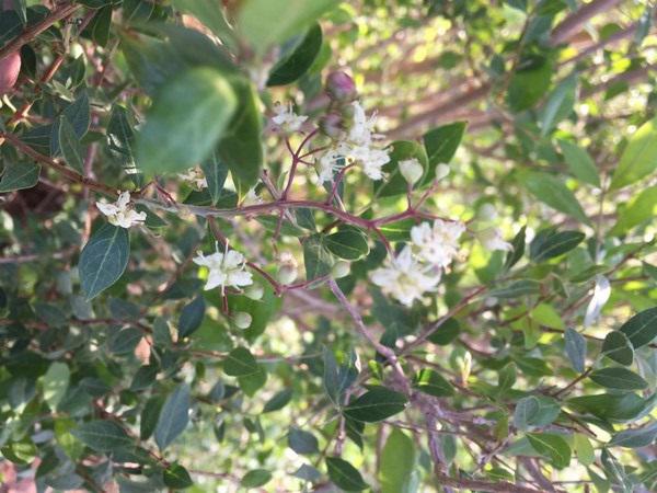 خالص بودن حنا تازه سیاه