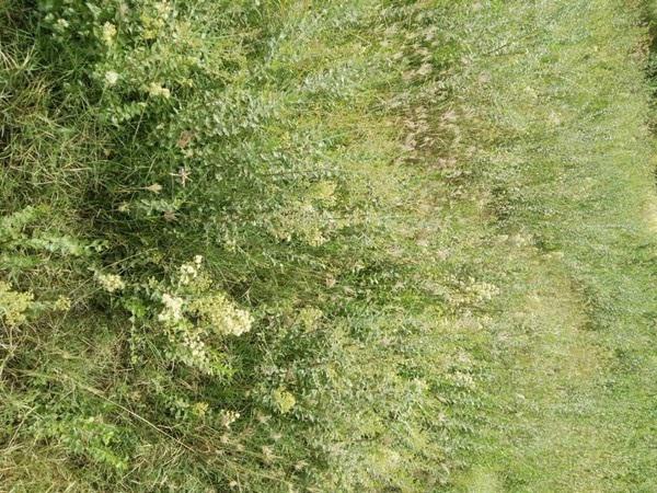 حنای سیاه طبیعی چه خواصی دارد؟