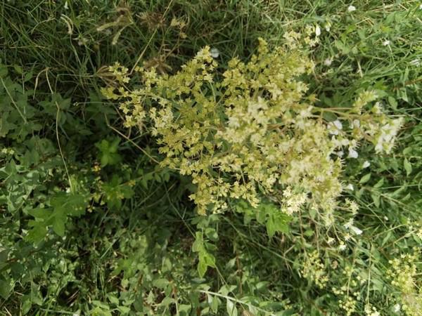 صادرات انواع حنا مشکی سنتی