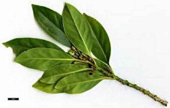 فروشنده مستقیم پودر سدر یک کیلویی