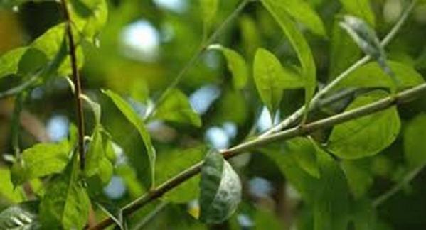 فروش استثنایی حنا سیاه باکیفیت