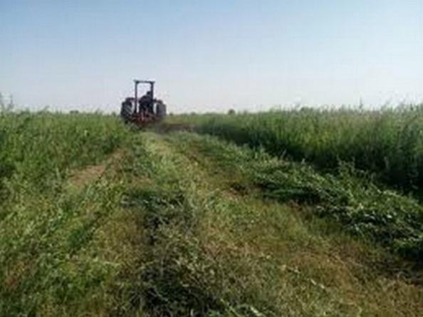 انواع گوناگون حنا سیاه عمده